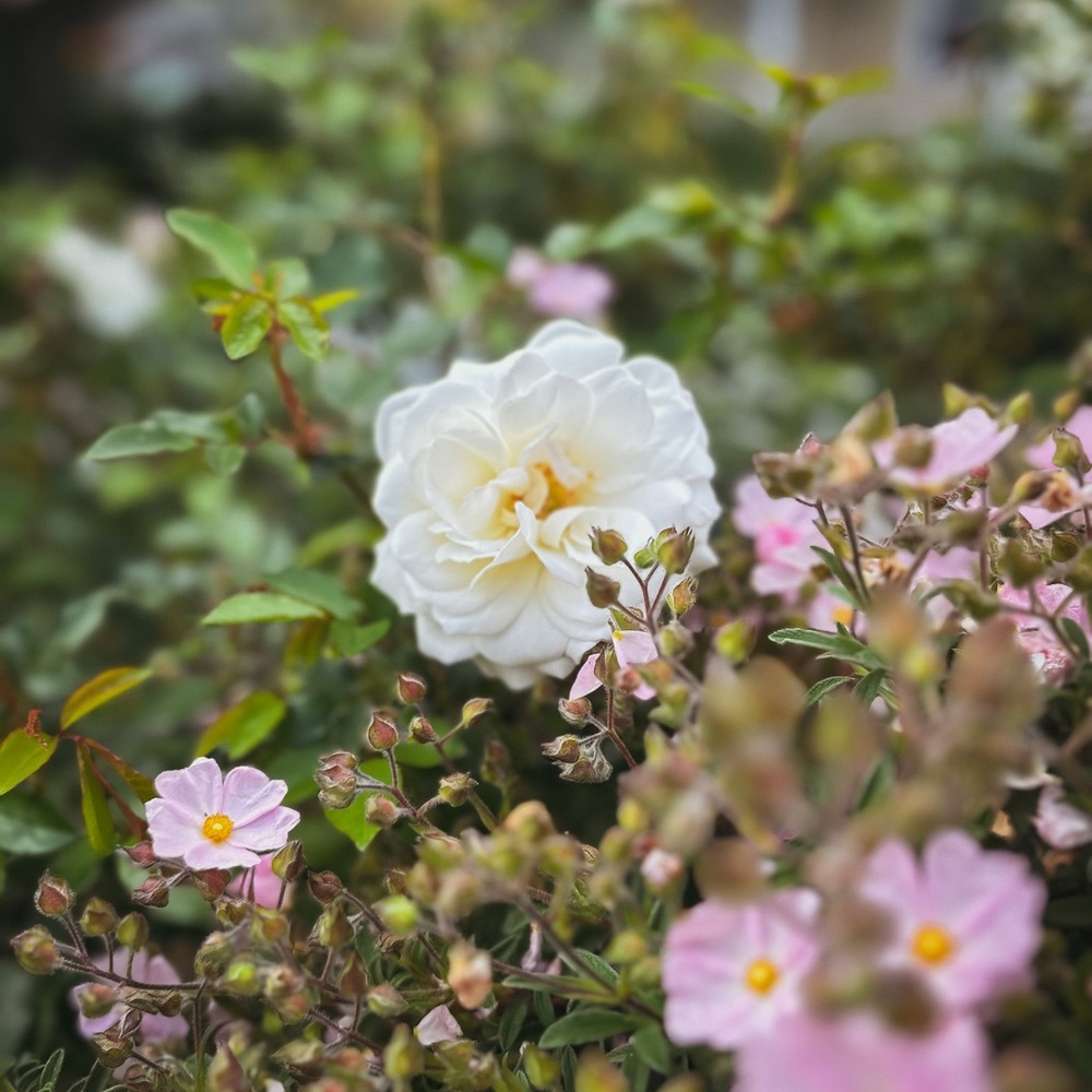 Meet your Posher, Kili